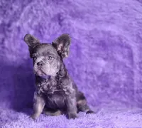 Tater, a male French Bulldog for sale in Palm Beach, FL – Photo 2 of 5