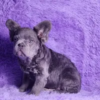 Tater, a male French Bulldog for sale in Palm Beach, FL – Photo 3 of 5