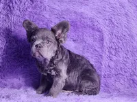 Tater, a male French Bulldog for sale in Palm Beach, FL – Photo 3 of 5