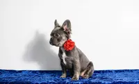 Leah, a female French Bulldog for sale in Palm Beach, FL – Photo 4 of 4