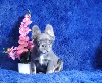 Leah, a female French Bulldog for sale in Palm Beach, FL – Photo 3 of 8