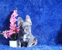 Leah, a female French Bulldog for sale in Palm Beach, FL – Photo 5 of 8