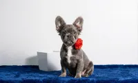 Leah, a female French Bulldog for sale in Palm Beach, FL – Photo 3 of 4