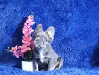 Leah, a female French Bulldog for sale in Palm Beach, FL – Photo 4 of 8