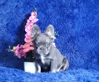 Leah, a female French Bulldog for sale in Palm Beach, FL – Photo 2 of 8