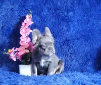 Leah, a female French Bulldog for sale in Palm Beach, FL – Photo 6 of 8