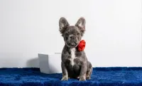 Leah, a female French Bulldog for sale in Palm Beach, FL – Photo 1 of 4