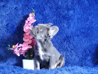 Leah, a female French Bulldog for sale in Palm Beach, FL – Photo 7 of 8