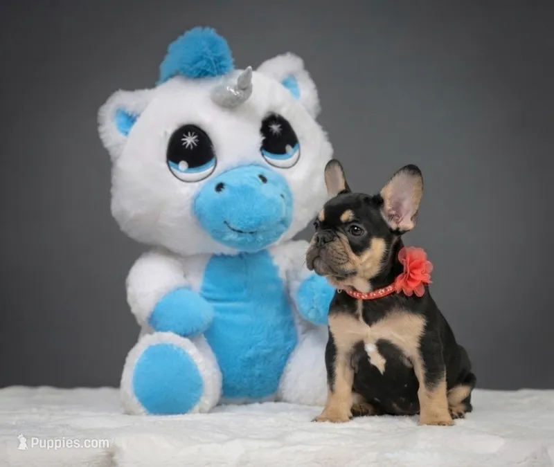 Catelyn – French Bulldog puppy for sale in Palm Beach, FL