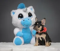 Catelyn, a male French Bulldog for sale in Palm Beach, FL – 1 of 6