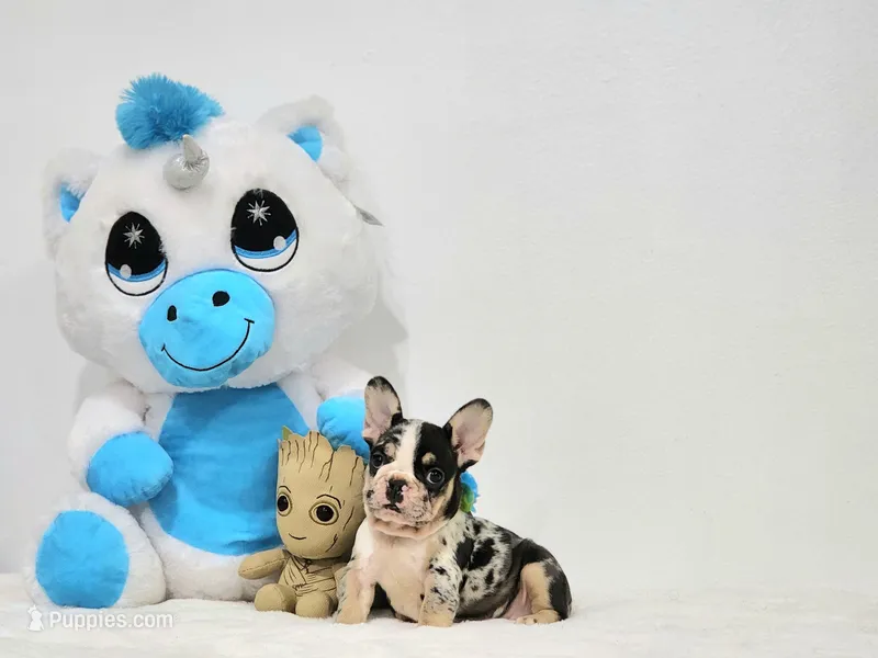 Aurora – French Bulldog puppy for sale in Palm Beach, FL