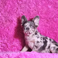 Mathias, a male French Bulldog for sale in Palm Beach, FL – Photo 5 of 8