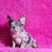 Mathias, a male French Bulldog for sale in Palm Beach, FL – Photo 6 of 8