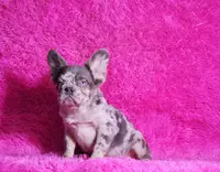 Mathias, a male French Bulldog for sale in Palm Beach, FL – Photo 6 of 8