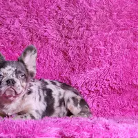 Mathias, a male French Bulldog for sale in Palm Beach, FL – Photo 1 of 8