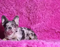 Mathias, a male French Bulldog for sale in Palm Beach, FL – Photo 1 of 8