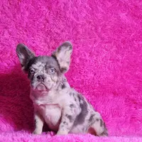 Mathias, a male French Bulldog for sale in Palm Beach, FL – Photo 4 of 8