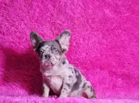 Mathias, a male French Bulldog for sale in Palm Beach, FL – Photo 4 of 8