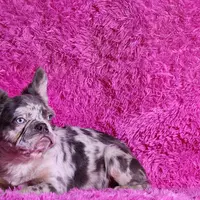 Mathias, a male French Bulldog for sale in Palm Beach, FL – Photo 3 of 8