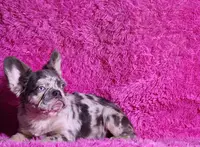 Mathias, a male French Bulldog for sale in Palm Beach, FL – Photo 3 of 8