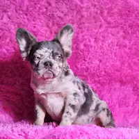 Mathias, a male French Bulldog for sale in Palm Beach, FL – Photo 7 of 8