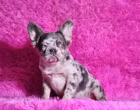Mathias, a male French Bulldog for sale in Palm Beach, FL – Photo 7 of 8