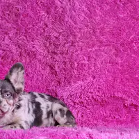 Mathias, a male French Bulldog for sale in Palm Beach, FL – Photo 8 of 8