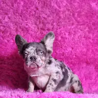 Mathias, a male French Bulldog for sale in Palm Beach, FL – Photo 2 of 8