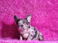 Mathias, a male French Bulldog for sale in Palm Beach, FL – Photo 2 of 8
