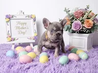 Moon, a female French Bulldog for sale in Palm Beach, FL – 8 of 10