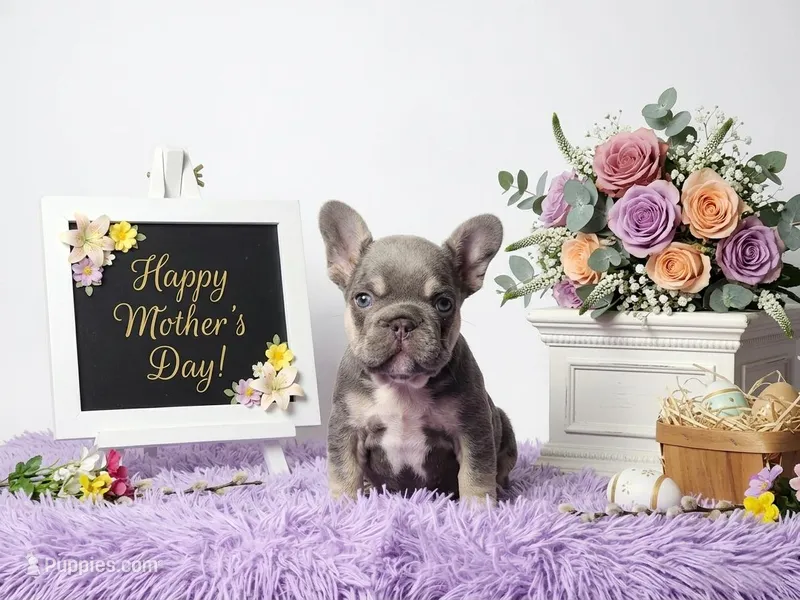 Moon – French Bulldog puppy for sale in Palm Beach, FL