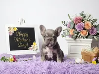 Moon, a female French Bulldog for sale in Palm Beach, FL – 1 of 10