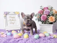 Moon, a female French Bulldog for sale in Palm Beach, FL – 6 of 10