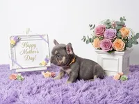 Moon, a female French Bulldog for sale in Palm Beach, FL – 7 of 10