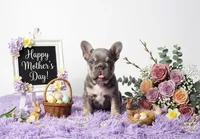 Moon, a female French Bulldog for sale in Palm Beach, FL – 9 of 10