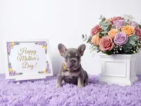 Moon, a female French Bulldog for sale in Palm Beach, FL – 4 of 10