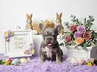 Moon, a female French Bulldog for sale in Palm Beach, FL – 10 of 10