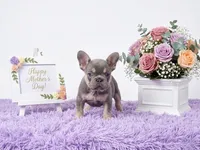 Moon, a female French Bulldog for sale in Palm Beach, FL – 5 of 10