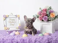 Moon, a female French Bulldog for sale in Palm Beach, FL – 3 of 10