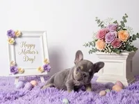 Moon, a female French Bulldog for sale in Palm Beach, FL – 2 of 10
