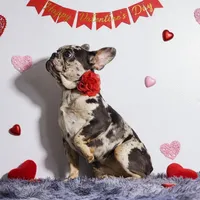 Kikki, a female French Bulldog for sale in Palm Beach, FL – Photo 3 of 4