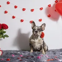 Kikki, a female French Bulldog for sale in Palm Beach, FL – Photo 2 of 4