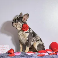 Kikki, a female French Bulldog for sale in Palm Beach, FL – Photo 4 of 4