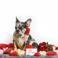 Kikki, a female French Bulldog for sale in Palm Beach, FL – Photo 1 of 4