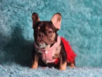 Moon, a female French Bulldog for sale in Palm Beach, FL – Photo 1 of 7