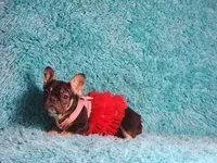 Moon, a female French Bulldog for sale in Palm Beach, FL – Photo 4 of 7