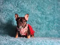 Moon, a female French Bulldog for sale in Palm Beach, FL – Photo 3 of 7