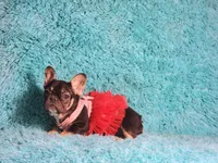 Moon, a female French Bulldog for sale in Palm Beach, FL – Photo 2 of 7