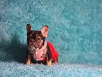 Moon, a female French Bulldog for sale in Palm Beach, FL – Photo 6 of 7