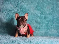 Moon, a female French Bulldog for sale in Palm Beach, FL – Photo 5 of 7